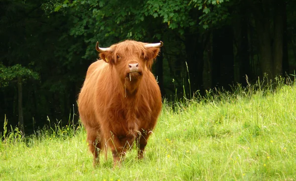 Highland cattle — Stock Photo, Image