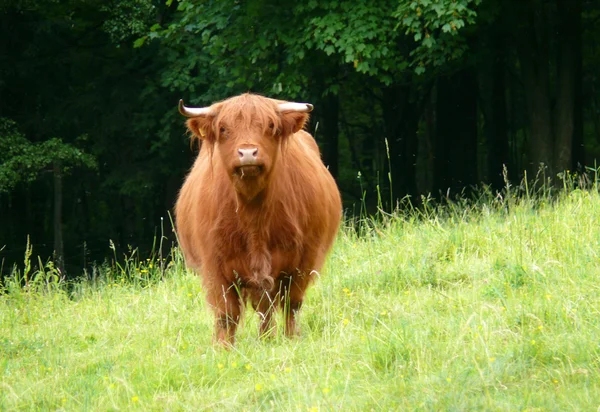 Highland cattle — Stock Photo, Image