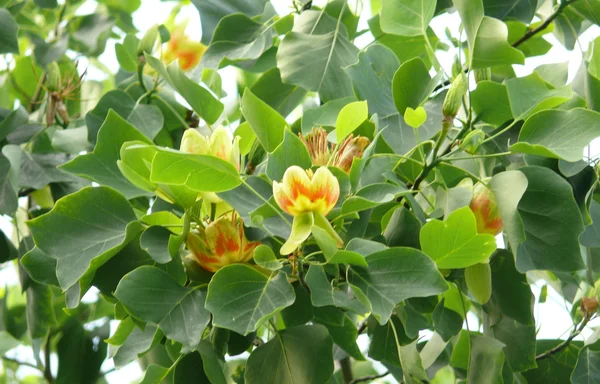 Tulip tree — Stock Photo, Image