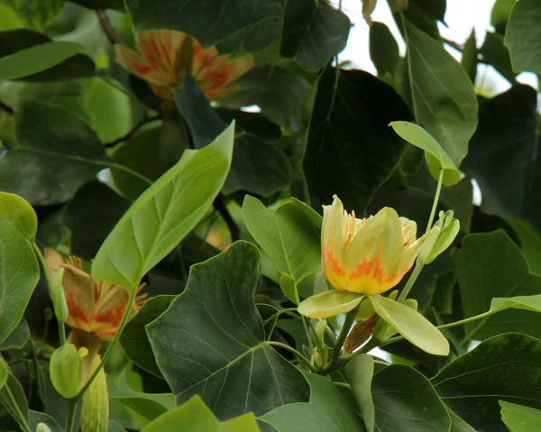 Tulip tree — Stock Photo, Image