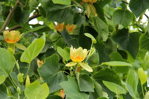 Tulip tree — Stockfoto