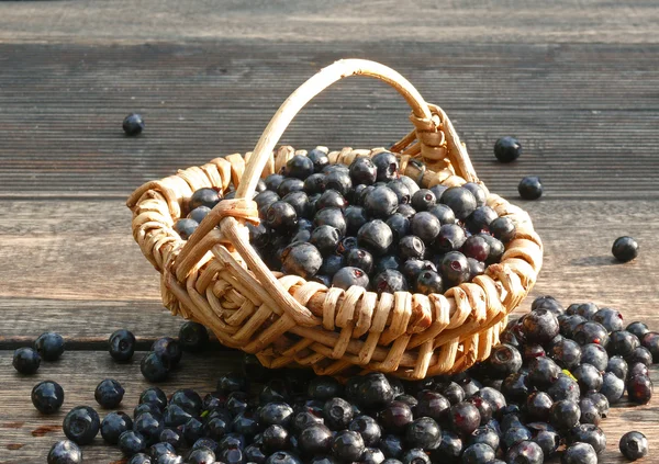 Blaubeeren — Stockfoto