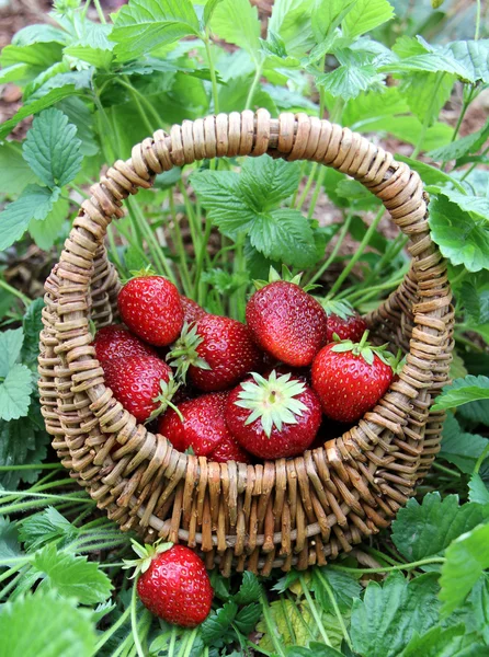 Fresas en la cesta — Foto de Stock