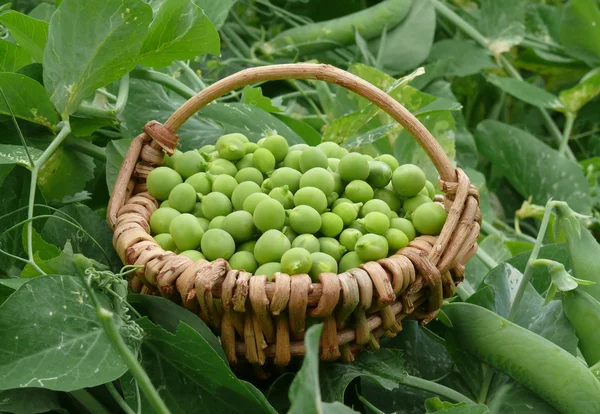 Garden peas — Stock Photo, Image