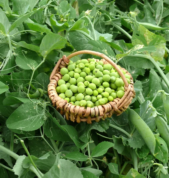 Garden peas — Stock Photo, Image