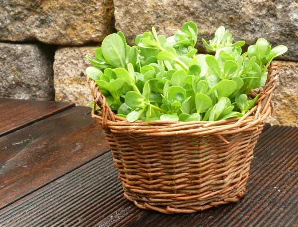 Vegetable purslane — Stock Photo, Image