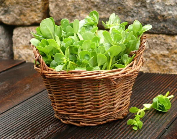 Vegetable purslane — Stock Photo, Image