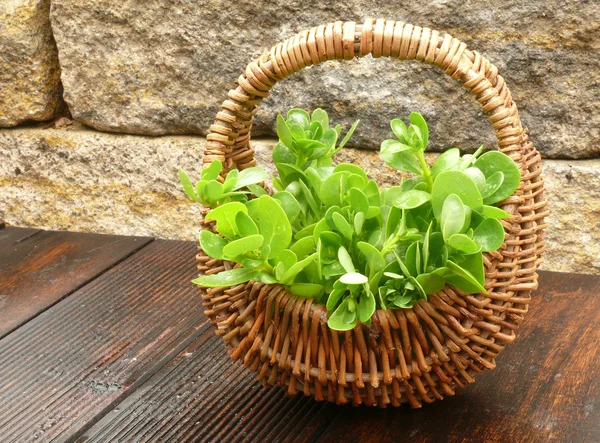 Purslane vegetal — Fotografia de Stock