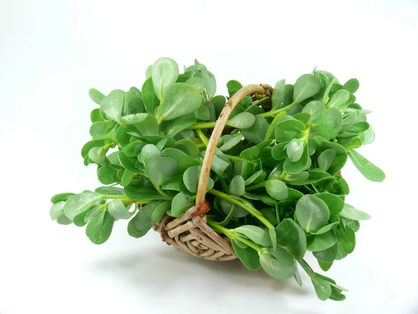 Vegetable purslane — Stock Photo, Image