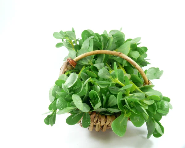 Vegetable purslane — Stock Photo, Image