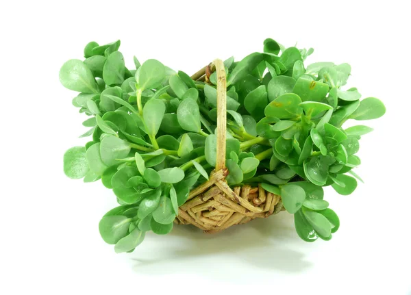 Purslane vegetal — Fotografia de Stock