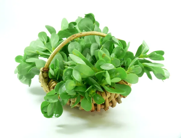 Purslane vegetal — Fotografia de Stock