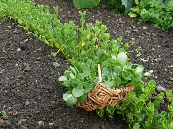 Vegetable purslane — Stock Photo, Image