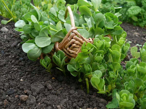 Purslane vegetal — Fotografia de Stock
