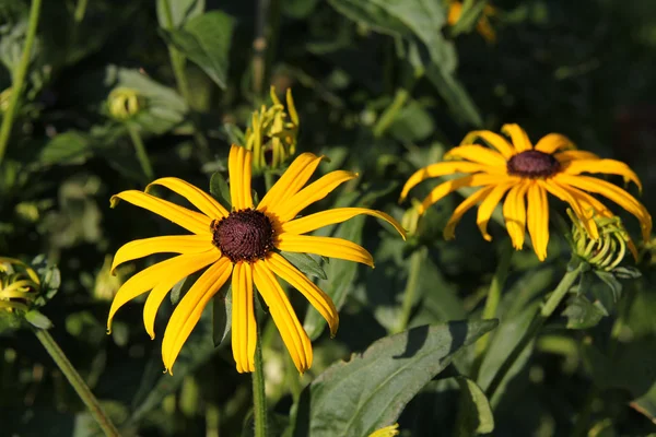 Coneflower — Stok fotoğraf