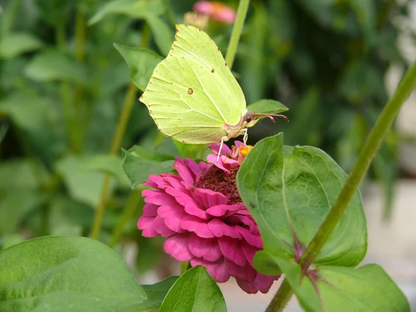 Brimstone — Stock Photo, Image