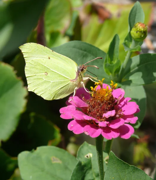 Brimstone — Stock Photo, Image