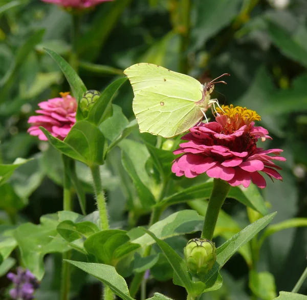 Brimstone — Stock Photo, Image