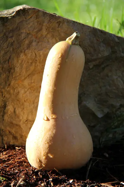 Butternut — Stock Photo, Image