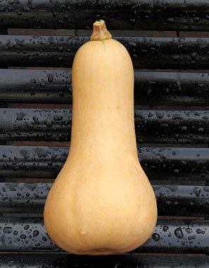 Butternut