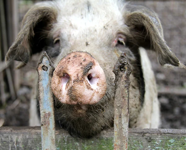 House pig — Stock Photo, Image