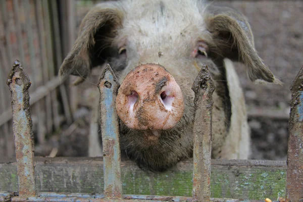 House pig — Stock Photo, Image