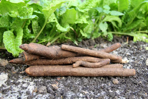 Beaucoup de racines noires de jardin — Photo