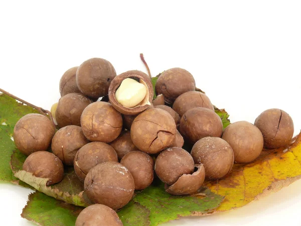 Queen of nuts — Stock Photo, Image