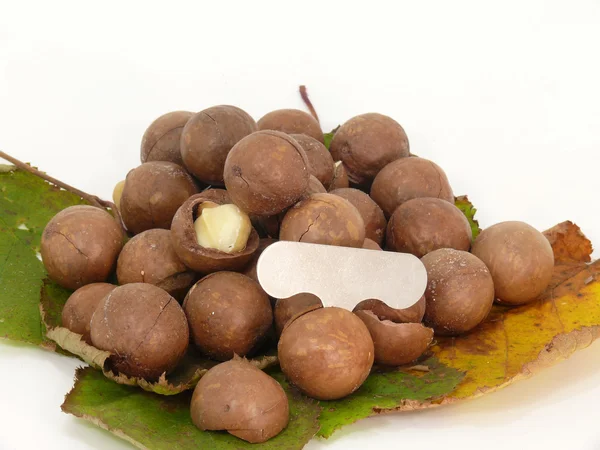 Ratu kacang — Stok Foto