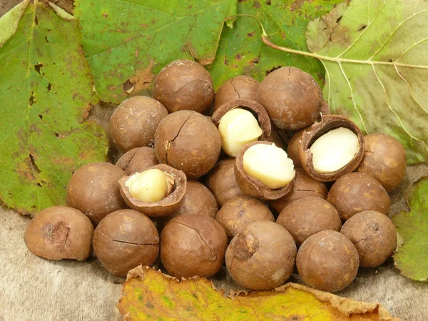 Queen of nuts — Stock Photo, Image