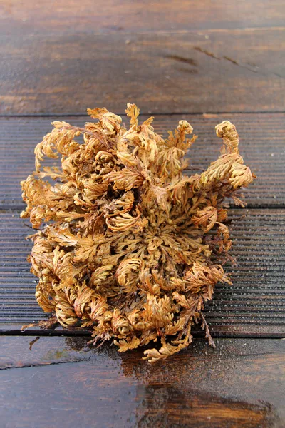 Prawdziwy rose of jericho — Zdjęcie stockowe