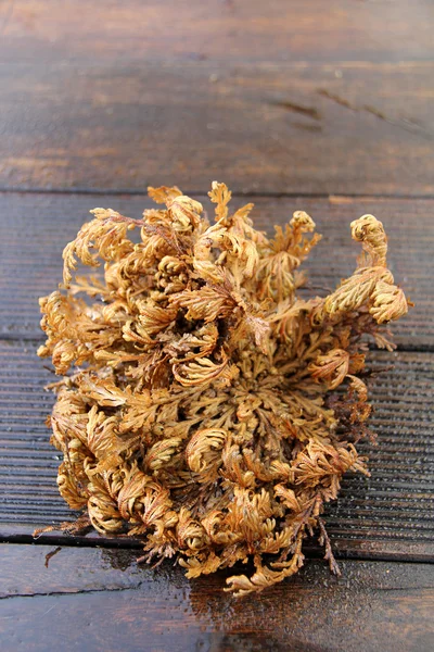 Prawdziwy rose of jericho — Zdjęcie stockowe