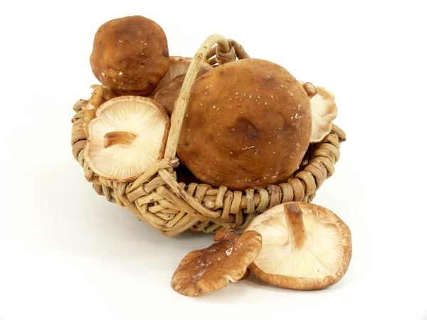 Shitake — Stock Photo, Image