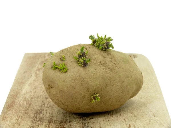 Seed potatoes — Stock Photo, Image