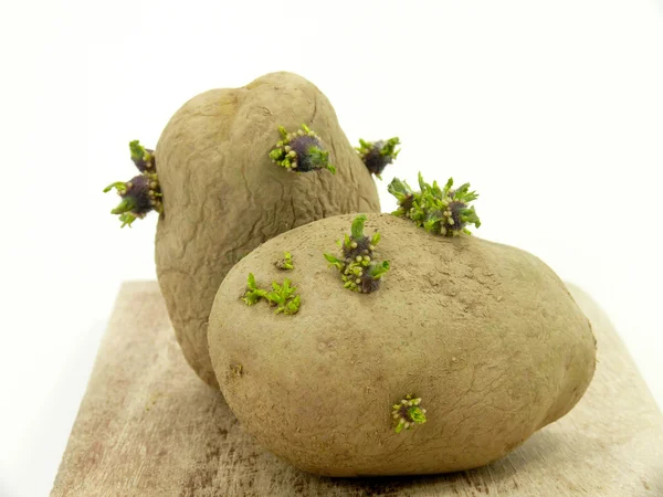 Seed potatoes — Stock Photo, Image