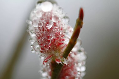 kırmızı salya gracilistyla, söğüt çiçeği 