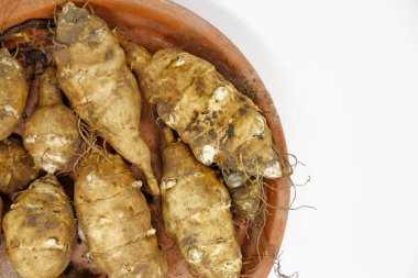 Taze kazılmış Kudüs enginar yumrusu