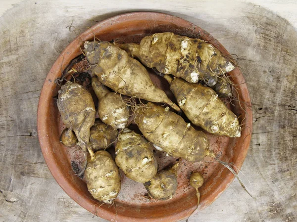 Freshly Dug Jerusalem Artichoke Tubers — Stock Photo, Image