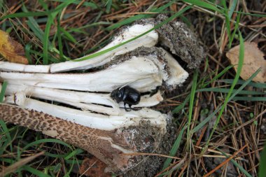 doğal ortamda dev şemsiyeler