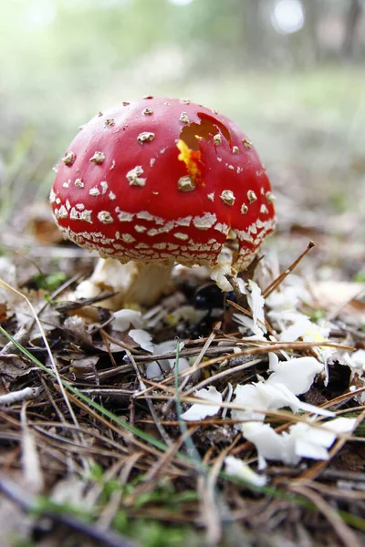 Fly Agaric Eats Forest Dung Beetle — Stock Photo, Image