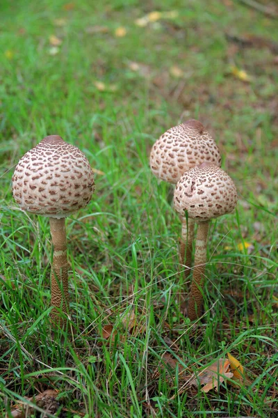 Giant Umbrellas Natural Environment — Stock Photo, Image