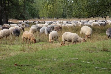 Heidschnucken koyunu lneburg fundalığında