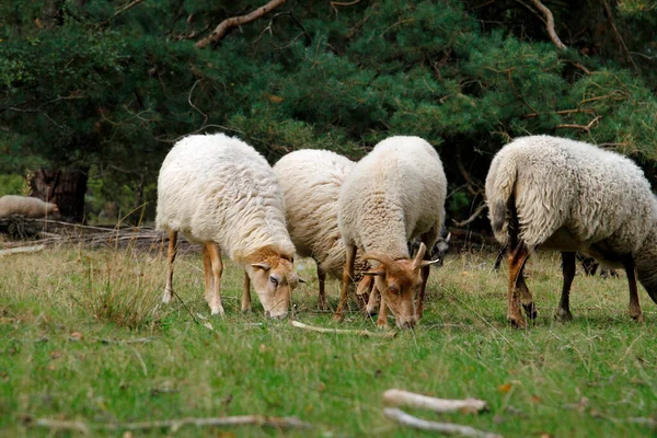 Heidschnucken Schafe Der Lneburger Heide — Stockfoto