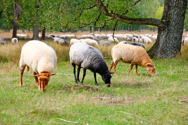 Heidschnucken Sheep Lneburg Heath — Stock Photo, Image