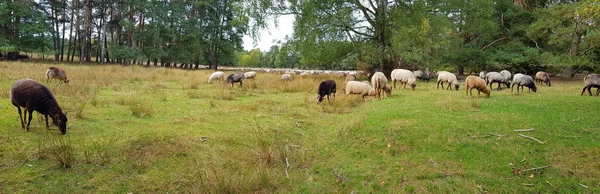 Heidschnucken Sheep Lneburg Heath — Stock Photo, Image