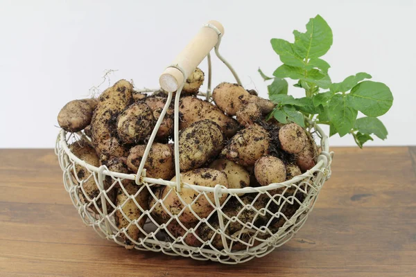 Patatas Variedad Bamberger Hrnchen Cultivo Ecológico Presentado Terroso — Foto de Stock