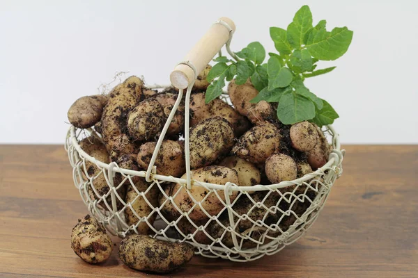 Patatas Variedad Bamberger Hrnchen Cultivo Ecológico Presentado Terroso —  Fotos de Stock