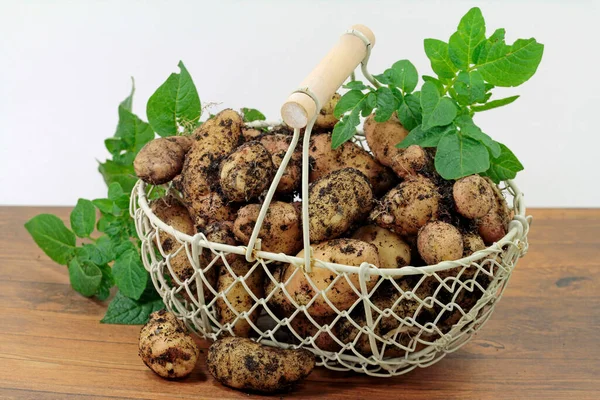 Aardappelen Variëteit Bamberger Hrnchen Uit Biologische Teelt Gepresenteerd Aards — Stockfoto