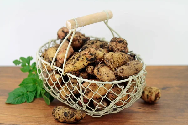 Patatas Variedad Bamberger Hrnchen Cultivo Ecológico Presentado Terroso —  Fotos de Stock