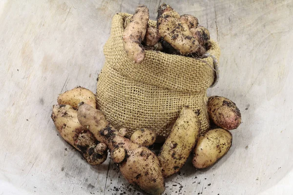 Patatas Variedad Bamberger Hrnchen Cultivo Ecológico Presentado Terroso — Foto de Stock